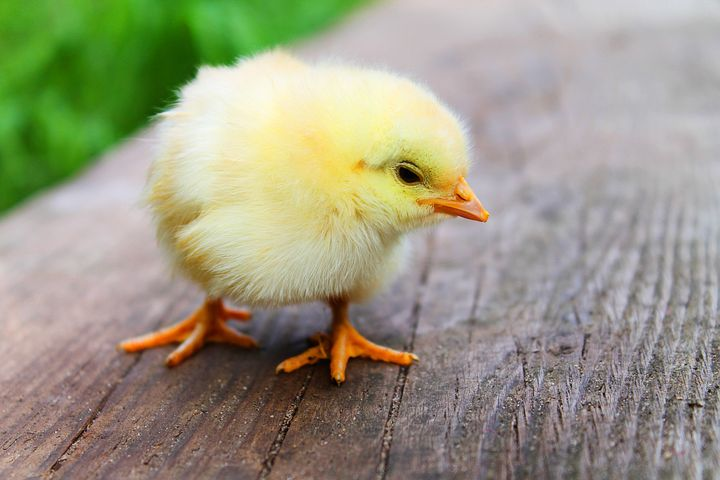 chick